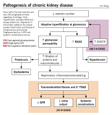 Chronic Kidney Disease Ckd Mcmaster Pathophysiology Review