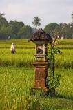who-celebrates-the-rice-harvest-festival