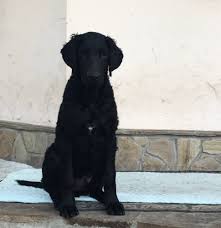 Black curly coated golden retriever puppy. Curly Coated Retriever For Sale In The City Of Kiev Ukraine Price Negotiated Announcement 3011