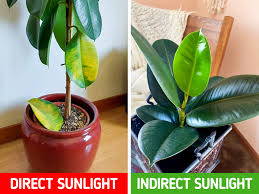 11 Large Indoor Plants That You Can