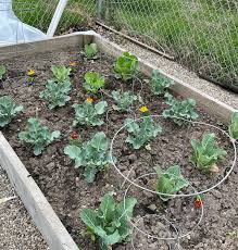 Как вырастить брокколи на огороде из семян - когда сажать, чем подкормить,  схема посадки в открытый грунт, как ухаживать