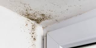 How To Remove Black Mold Housecheck