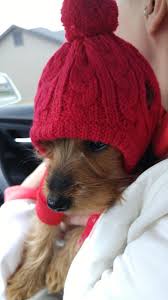 Worthy Dog Toboggan Dog Hat Red