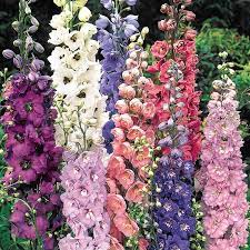 Mixed Delphiniums At Spring Hill Nursery