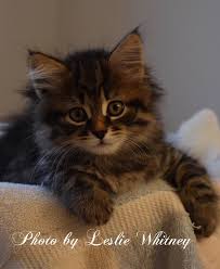 Often people that can't keep their cat anymore would post. Massachusetts Siberian Cats And Kittens At Shawmekatz Siberians Home Facebook