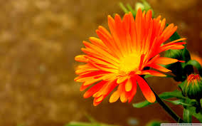 See more ideas about flowers, flower wallpaper, beautiful flowers. Orange Flowers Hd Wallpaper 1920x1200 78341