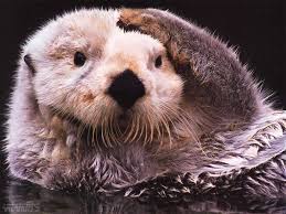 sea wallpaper otter wallpaper sea