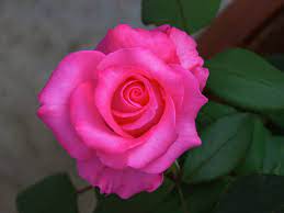milk pink rose pink rose rose pink