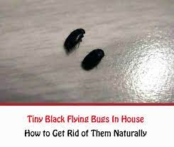 tiny black flying bugs in house how to