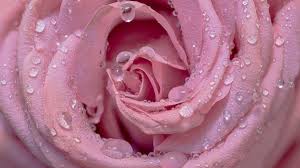 pink rose wallpaper 4k droplets