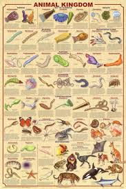 Laminated Animal Kingdom 2 Educational Science Chart Poster Laminated Poster 24 X 36in