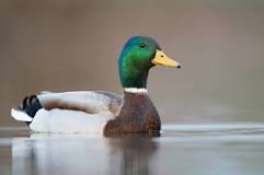 what-eats-a-mallard-duck