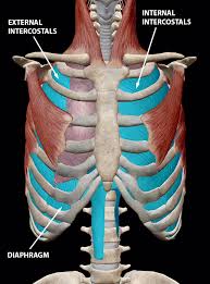 Anatomy And Physiology The Relationships Of The Respiratory