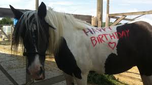 Bildergebnis für pony geburtstag