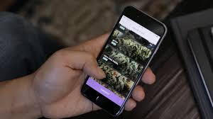 Weed delivery app amsterdam / as soon as one 'uber for weed' startup gets cut down. The 7 Best California Based On Demand Weed Delivery Apps