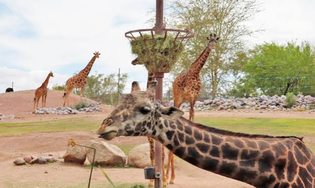 Phoenix Zoo