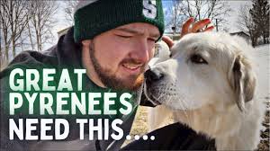 your great pyrenees needs this make