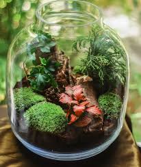 21 Best Terrarium Plants For A Closed