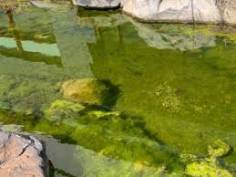 get rid of string algae in your pond