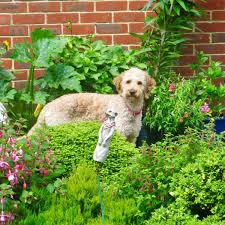 sy garden plants for dog owners