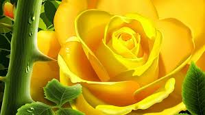 hd wallpaper yellow rose 3d thorns