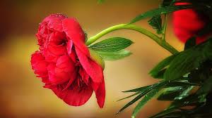 beautiful blossom dark red peony