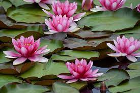 how to grow and care for water lilies