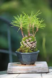 diy pine cone bonsai