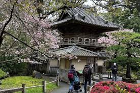 Bloom At Sf S Japanese Tea Garden