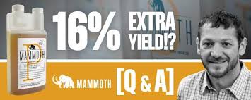 Mammoth P 16 Extra Yield Q A Expert Advice