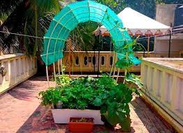 Organic Terrace Kitchen Garden
