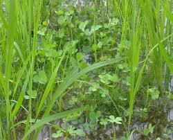 Rumput grinting (cynodon dactylon) mudah tumbuh di manapun, baik di lapangan, . Http Repository Upy Ac Id 2758 1 Gulma Tanaman Pangan Pdf
