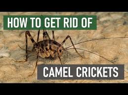 how to get rid of camel crickets