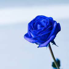 the blue roses meaning discovering the