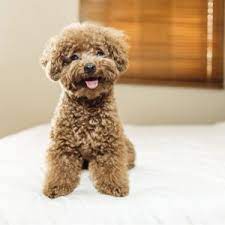 toy poodle puppies available