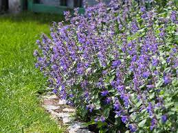 Welcome to my mini garden. Different Types Of Purple Flowers With Pictures Trees Com