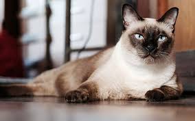 Her body and legs are not made to carry weight. Siamese Trupanion Cat Breed Guide