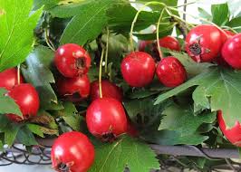 Crataegus oxyacantha, hawthorn is a deciduous shrub growing to 6 m (19ft) by 6 m (19ft) at a medium rate. Hawthorn A Magical Herb For Heart Health Rebecca S Natural Food
