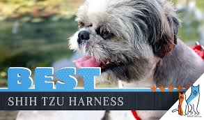 9 Best Dog Harnesses For Shih Tzu In 2019