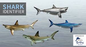 Shark Identifier Fishtrack Com