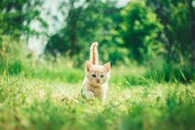 Cat kitten cat kitten animal pet cute high definition picture animals cats eyes kittens pets white free stock photos we have about (1,179 files) free stock photos in hd high resolution jpg images format. Orange Tabby Kitten In Grasses Photo Free Cat Image On Unsplash