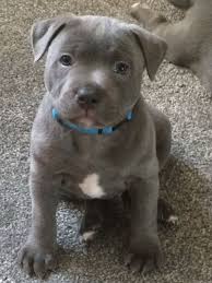 Quick summary below are a few quick comparisons between the two breeds. Stunning Blue Staffordshire Bull Terrier Puppies Crewe Cheshire Pets4homes