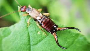 7 quick ways to get rid of earwigs and