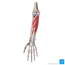 When studying the anatomy of the muscular system, one of the first things that we learned about muscles are their points of the pectoralis muscle originates on the sternum and inserts on the humerus or upper arm bone. Superficial Flexors Of The Forearm Anatomy And Function Kenhub
