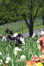 the iris flower farms and gardens