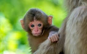cute monkey wallpaper 52 pictures