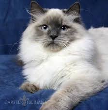 Balinese , himalayan , ragdoll , etc. Hi I Am A Blue Lynx Point Siberian Cat And I Am Hypoallergenic And Pretttttty 3 Siberian Cat Siamese Cats Blue Point Cat With Blue Eyes