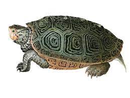 How the Turtle Got Its Shell, With Apologies to Aesop | At the Smithsonian|  Smithsonian Magazine