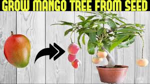 mango tree learn about nature