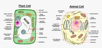 How are plant cells and animal cells similar and different? Image Showing Difference Between Animal Cell And Plant Hd Png Download Transparent Png Image Pngitem
